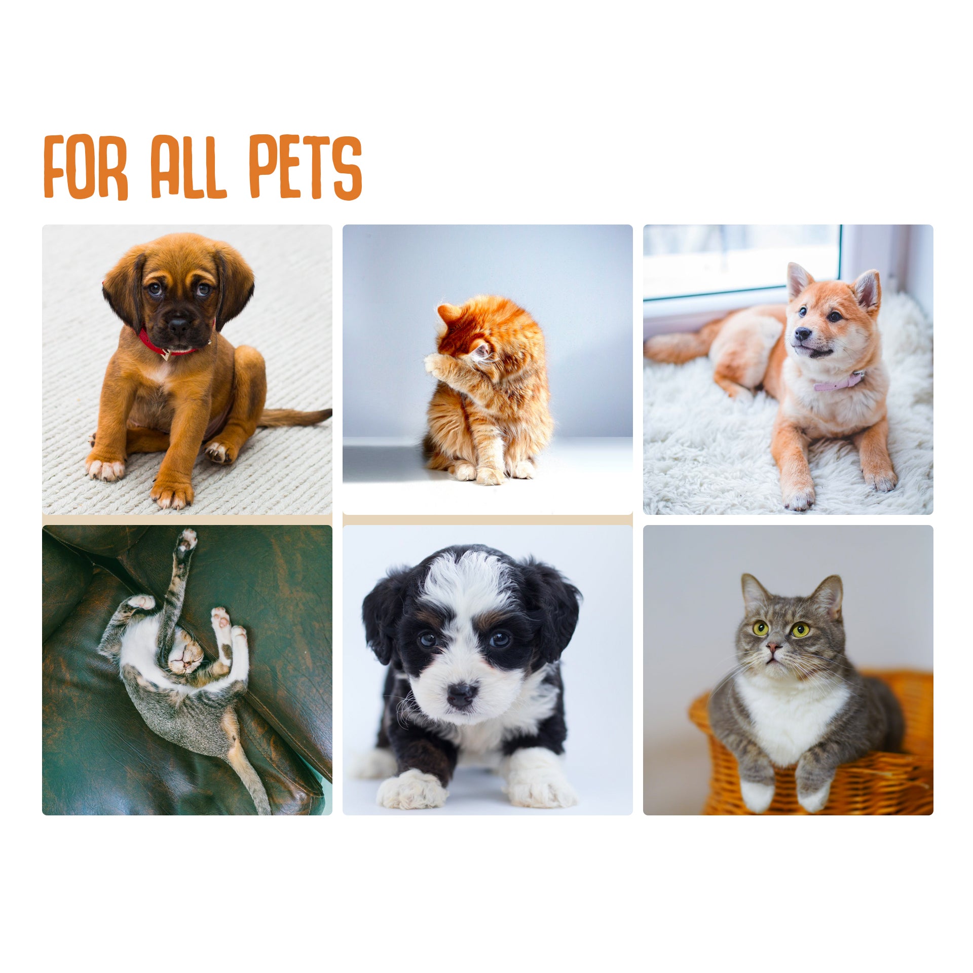 K9 Doctor Poop | Potty Training Aid – Micron Aerosols™